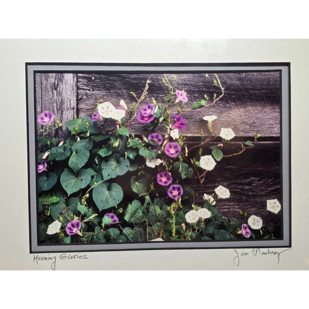 Jim & Judy Mowbray Signed "Morning Glories" NC Barn Photo Art Matted 1992